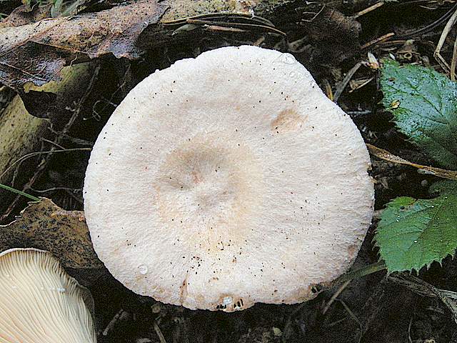 La grande siccita''....ma qui i funghi spuntano lo stesso !